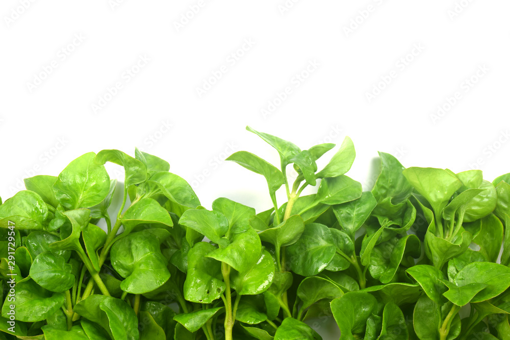 watercress with copyspace for text. watercress with copyspace for text.