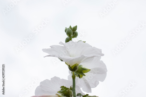 White hollyhock bloom in the garden on white cloud nature background, Is a Thai herb.
