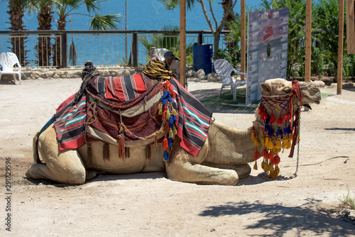 camels in Israel II