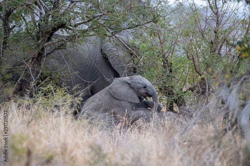 family with baby elephant in kruger park south africa