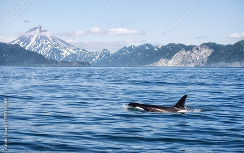 Killer Whale - (Orcinus Orca). Killer whale off the coast of Kamchatka, Russia © filin174