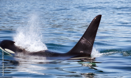 Killer Whale - (Orcinus Orca). Killer whale off the coast of Kamchatka, Russia