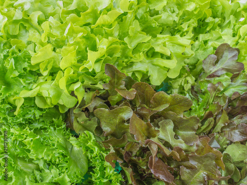 Fresh Salad leaves with Green Oak, Red Leaf Lettuce