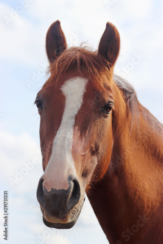 beautiful chestnut horse looking at camera