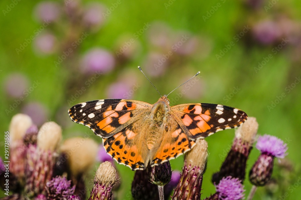 Obraz premium Close up image of colorful painted lady butterfly with wings open sitting on purple thistle growing in a meadow on a summer day. Blurry green background.