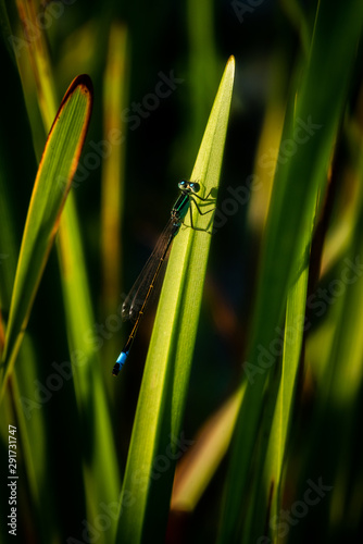 Nice blue dragonfly on grass in evening sunset lights macro nature insect wild life