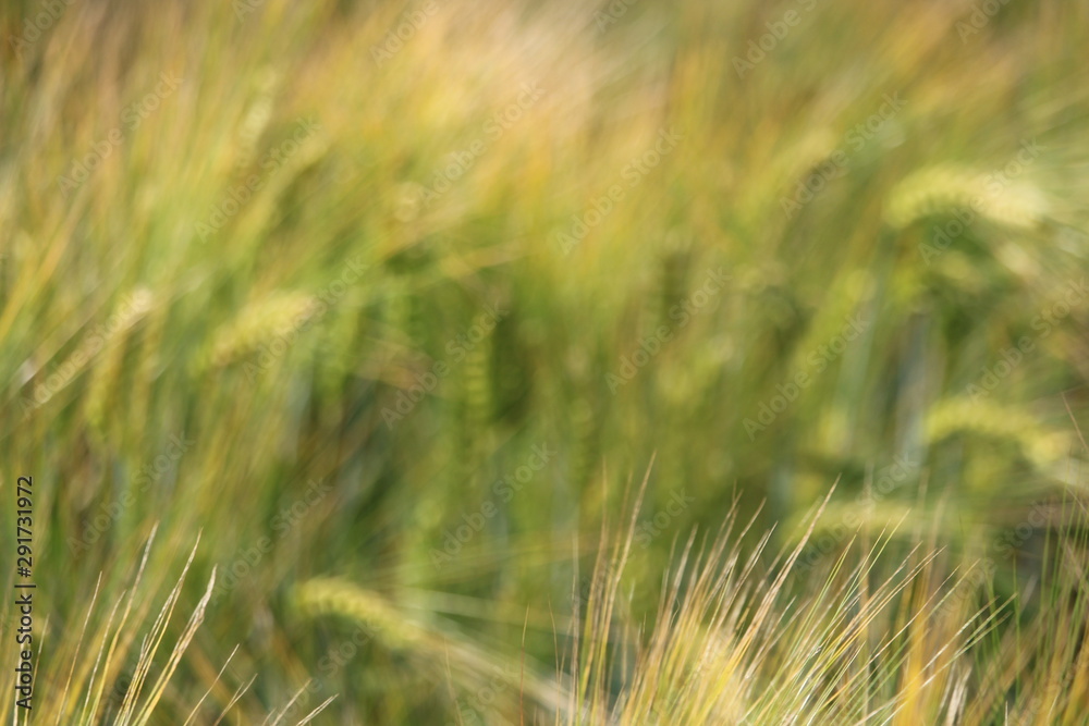 field of wheat field of wheat