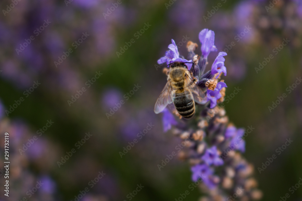 Bee on a lavender flower Bee on a lavender flower