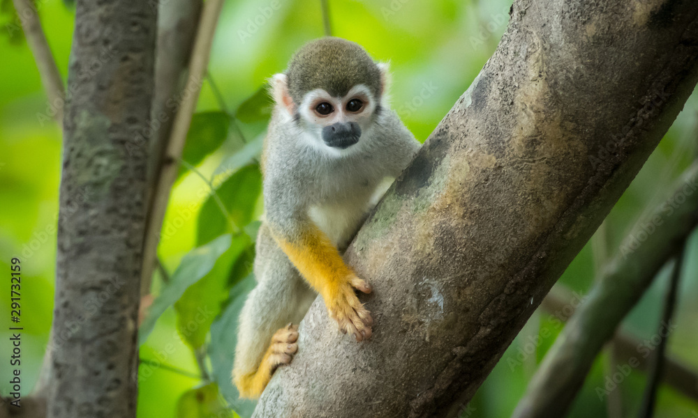 Squirrel Monkeys