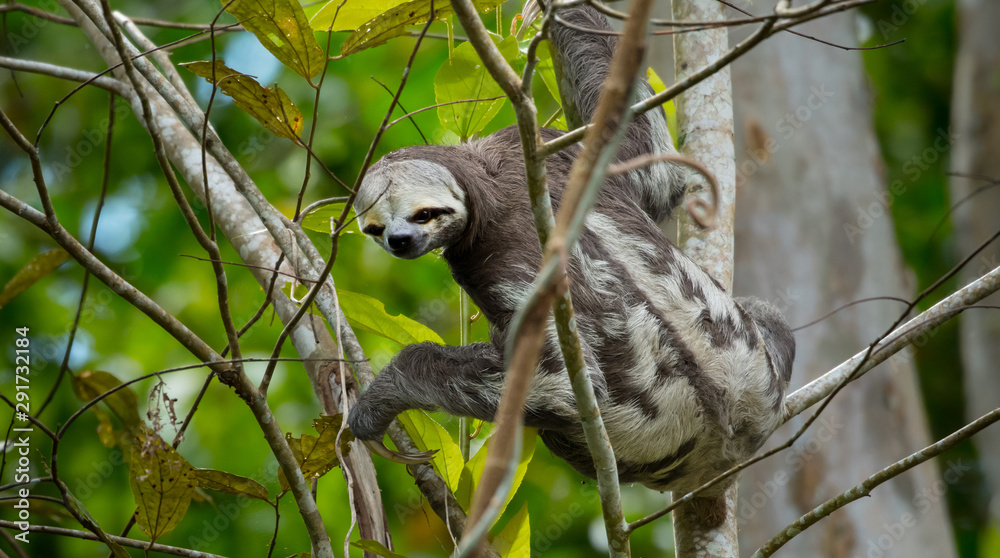 Brown-throated sloth (Bradypus variegatus) Brown-throated sloth (Bradypus variegatus)