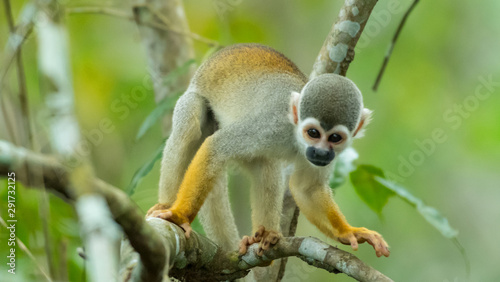 Photography A squirrel monkey in its tree top habitat