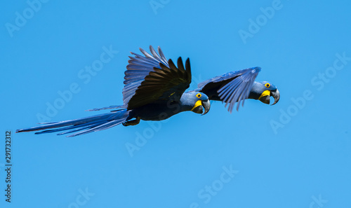Hyacinth Macaws in Pantanal, Brazil