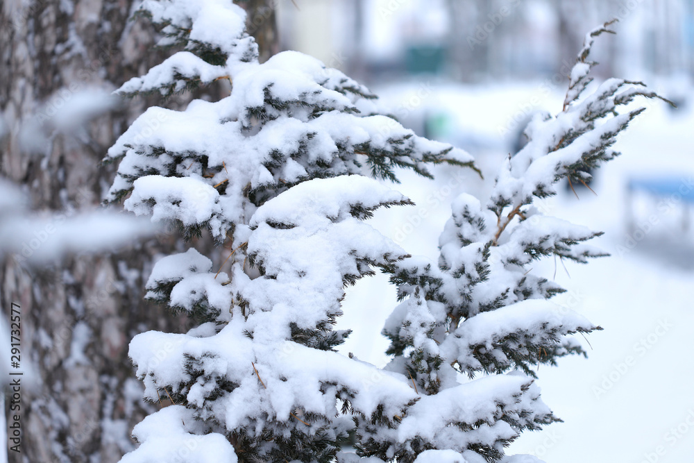 Winter nature background. Side view on the branches of a coniferous plant covered with white snow on a background of a tree trunk. Plants in a snowy park.