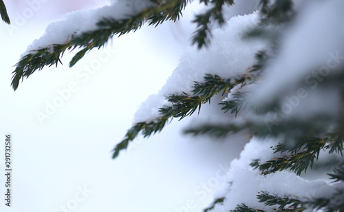 Winter nature background. Side view of green spruce branches covered with white snow. Free space on the right.