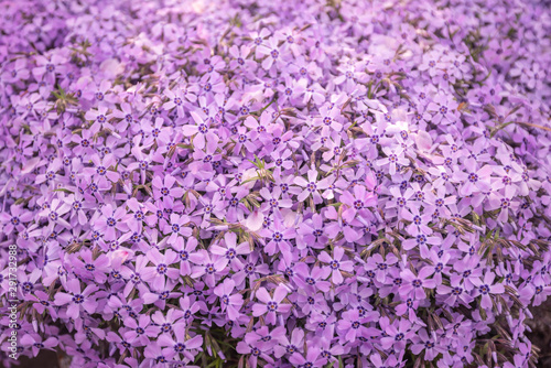 Spring background of small purple flowers