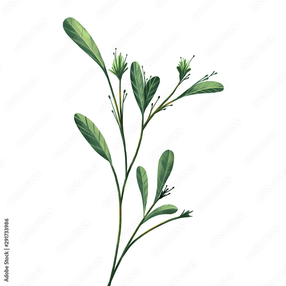 Green leaf. On white background. For decorate your design with template. Create by digital painting and illustration.