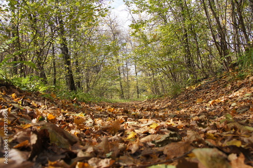 autumn in the park