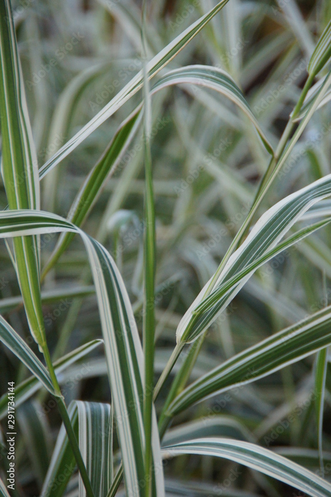 Obraz premium green grass