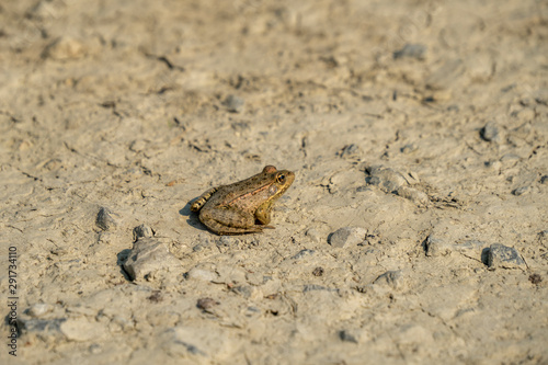 Frosch