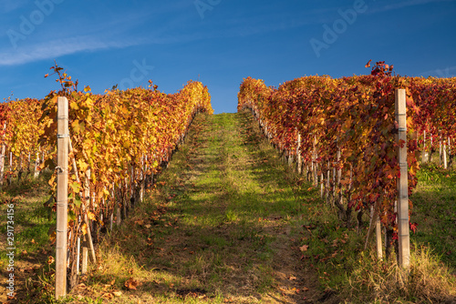 Vigna autunnale, piemonte, Italia photo