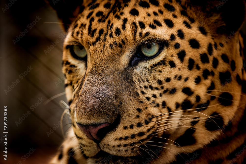 Obraz premium The portrait of Javan leopard
