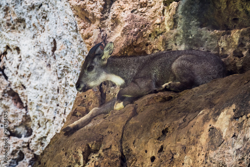 Central Chinese goral  Nemorhaedus caudatus arnouxianus 