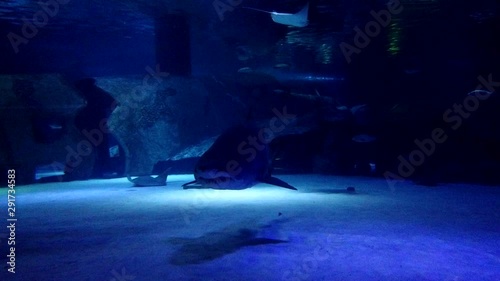 Scary shark at the Aquarium