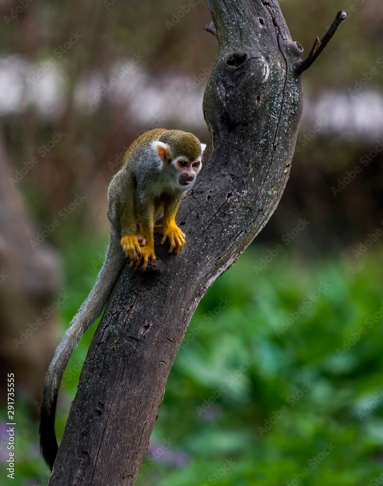 Obraz premium parrot on a branch