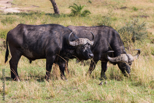 Buffalo in wild nature - Masai Mara, kenya