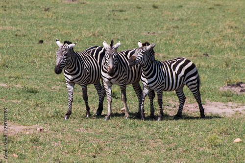 Zebras in wild nature - Kenya  Masai Mara