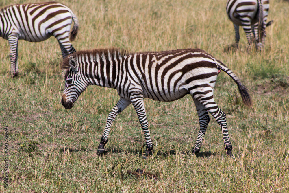 Obraz premium Zebra in wild nature - Kenya, Masai Mara