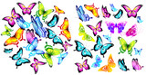 butterfly307