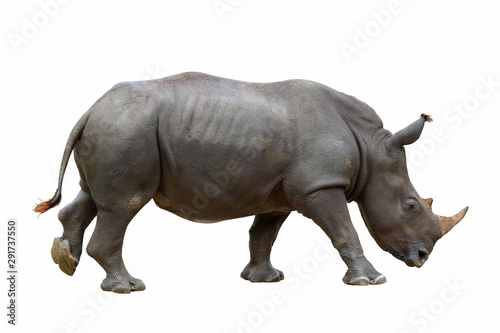 Rhinoceros isolated on white background.