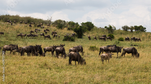 Wild animals in Masai Mara  Kenya
