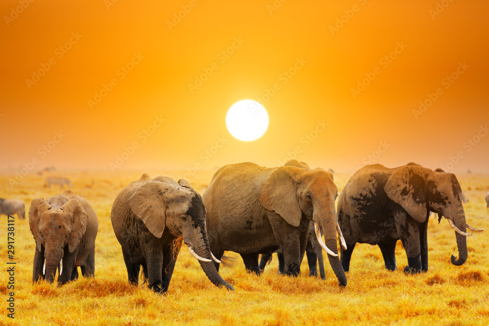 Artistic fantastic african sunset landscape. African elephants in Amboseli National Park. Kenya, Africa at a sunset.