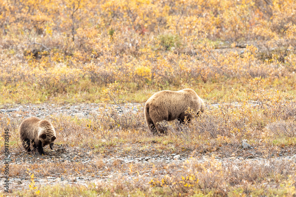 Fototapeta premium Cute Grizzly Bear Cub in Alaska in Autumn