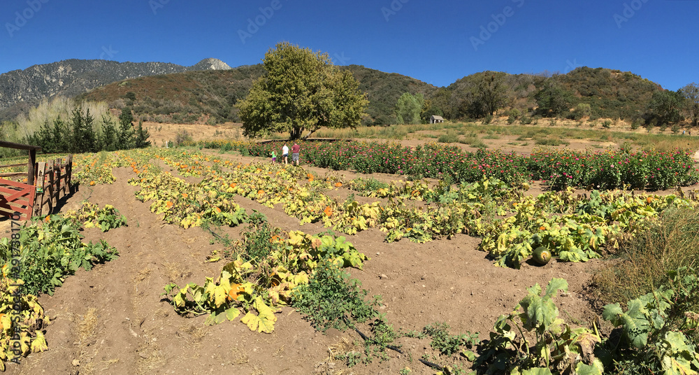 Fall pumpkin patch on a clear autumn day