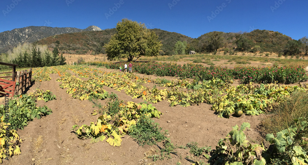 Fall pumpkin patch on a clear autumn day Fall pumpkin patch on a clear autumn day