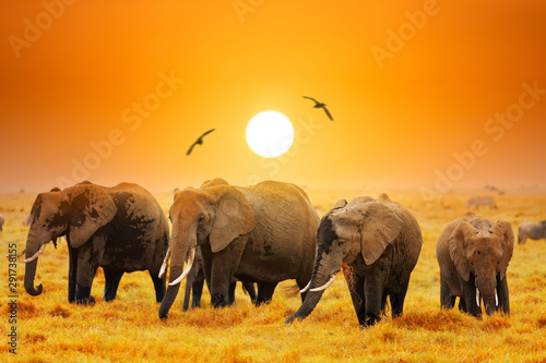 Naklejka na szafę Słonie afrykańskie w Parku Narodowym Amboseli w Kenii