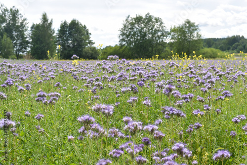 Endless field with violet flowers, phacelia