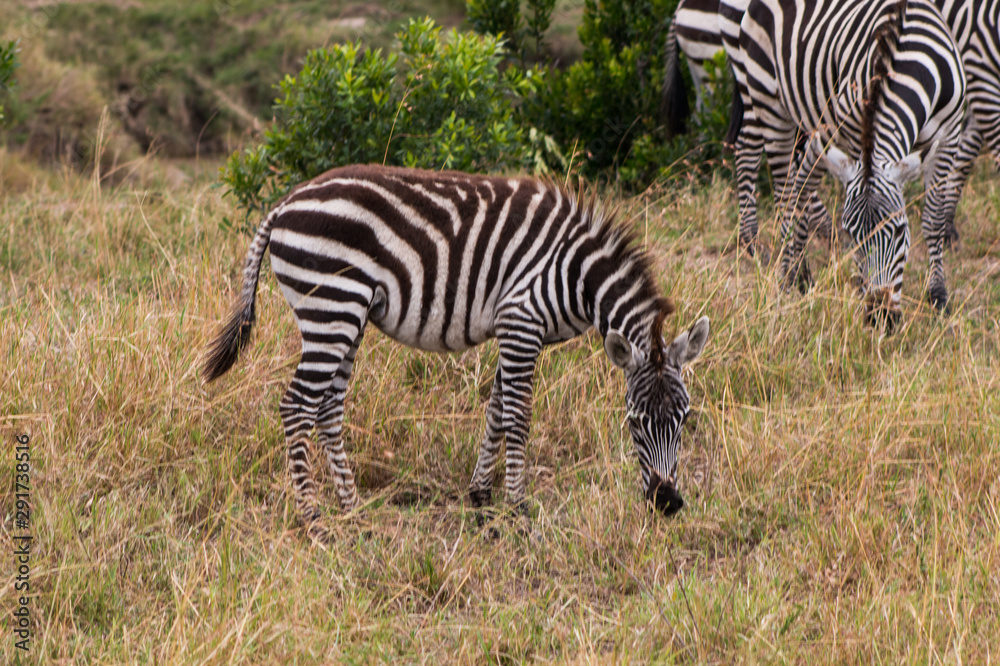 Zebras in wild nature - Masai Mara, Kenya Zebras in wild nature - Masai Mara, Kenya