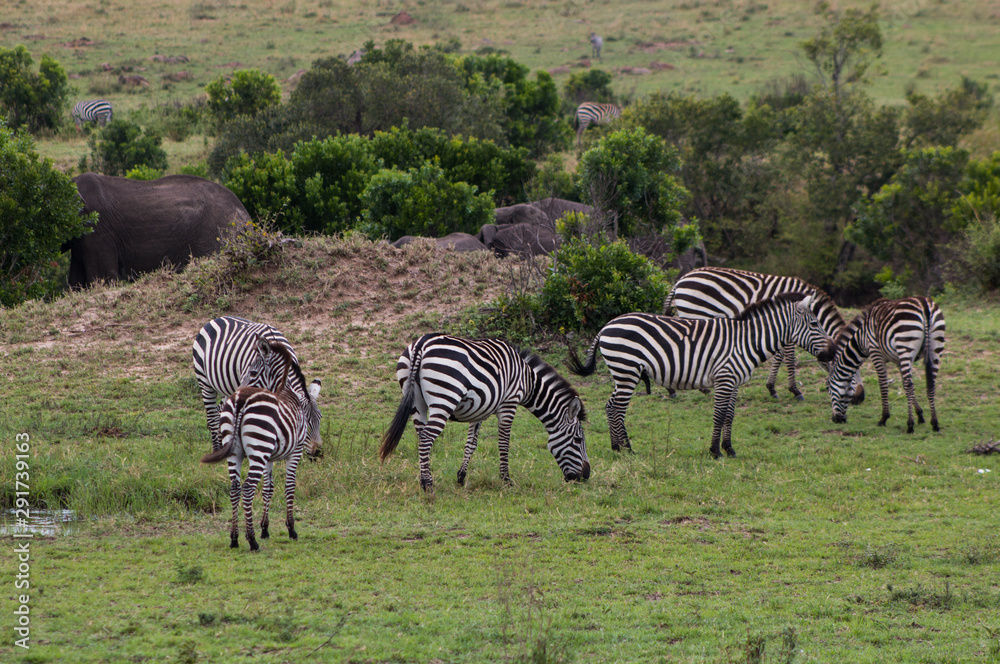 Obraz premium Zebras in wild nature - Masai Mara, Kenya