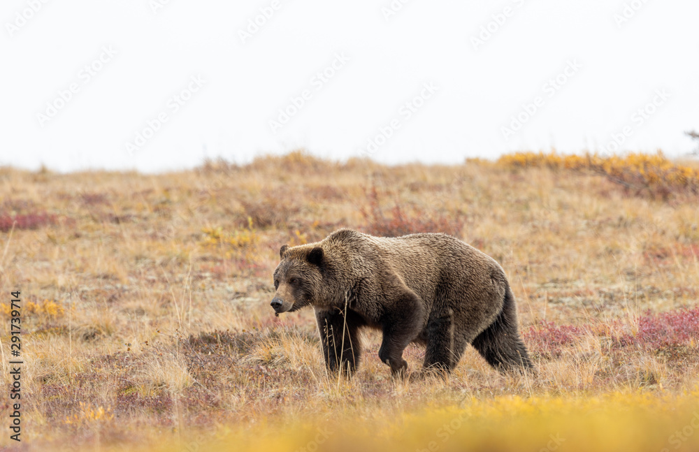 Grizzly Bear in Denali National Park in Autumn Grizzly Bear in Denali National Park in Autumn