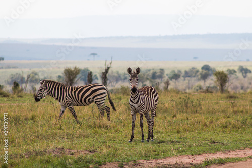 Zebras in wild nature - Masai Mara  Kenya