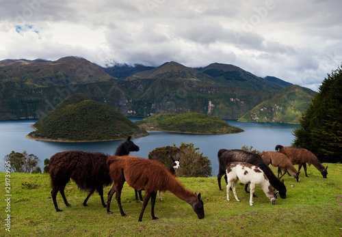Herd of alpacas pasturing around Cuicocha crater lake, Imbabura province, Ecuador