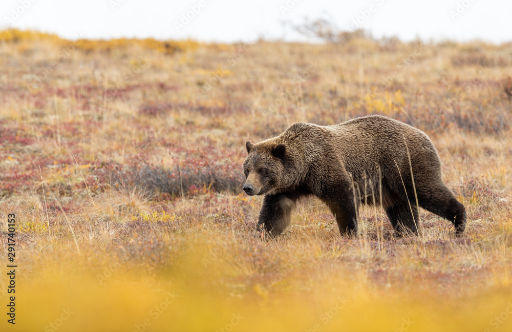 Fototapeta premium Grizzly Bear in Denali National Park in Autumn