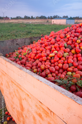 Just harvested loaded gondola tank at tomato field photo