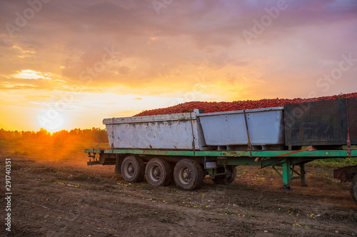 Tractor transport three gondolas containers through tomatoes field at sunset