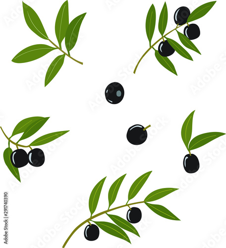 Set of olive branches, black olives, Isolated on white background. Vector illustration.