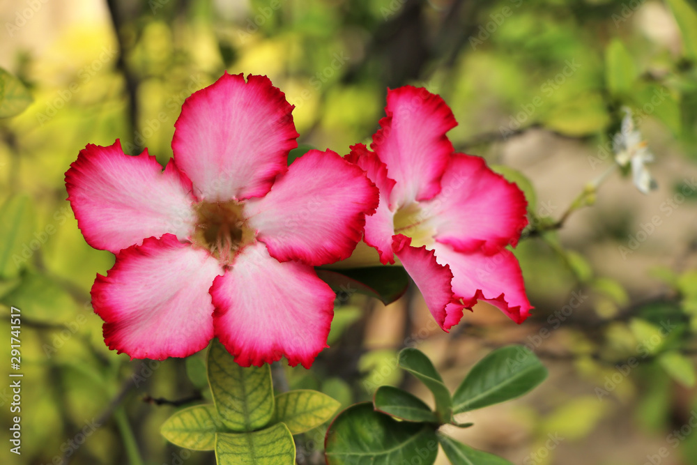 Pink adenium flowers with blur green leaves background. Adenium obesum is a colorful houseplant in temperate regions. Pink adenium flowers with blur green leaves background. Adenium obesum is a colorful houseplant in temperate regions.